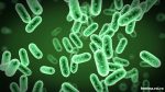 bacterii-verzi