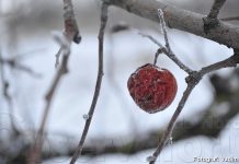 Meteo, 14 februarie 2026; vremesenină, cu valori termice pozitive