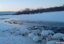 Ecologiștii avertizează: „Nu hrăniți lebedele cu pâine”