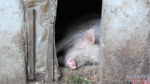 porc animale