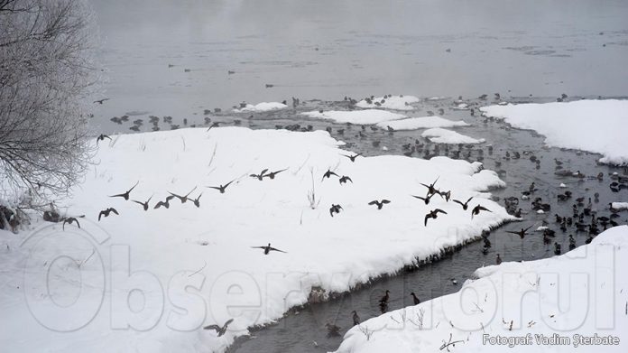rațe păsări nistru iarna