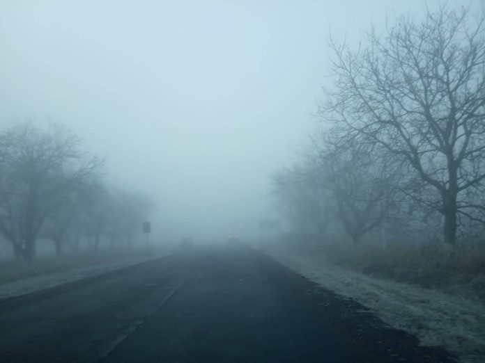 Soroca în cață, foto T. Mitrofan