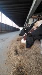 Cea mai importantă lozincă de la fermă – TOT CE ESTE MAI BUN – ANIMALELOR!