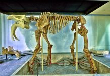 ASTĂZI: Vizitează online Muzeul Național de Etnografie și Istorie Naturală din Chișinău