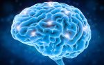 brain-6