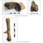 imagini animale alimentatie 3