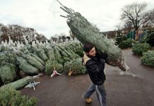 Cât costă bradul de Crăciun în Soroca?