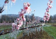 Risc de înghețuri, valabil până mâine, 15 aprilie