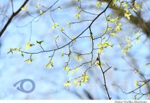 Meteo, 22 martie 2026: zi posomorâtă, fără precipitații