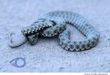 Șerpii, prezențe firești în natură: cum ne protejăm fără a le face rău?