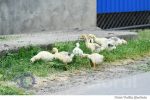Badiceni (4) boboci