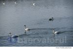 Nistru lebede (2)