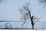 iarna (3)