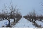 iarna (4)