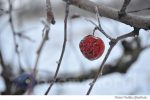 iarna (5)