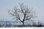 iarna (7)