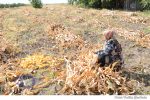 porumb sat rural (1)