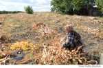 porumb sat rural (2)