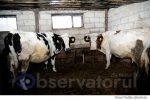 vaca vaci (1)
