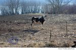 vaca vaci (2)