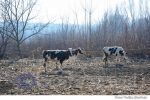 vaca vaci (3)