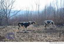 Zece vaci care pășteau pe terenul unui fermier au ajuns la abator „ca despăgubire” pentru că i-au mâncat lucerna