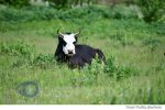 vaca vaci (4)