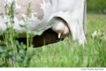 vaca vaci (5)
