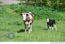 Bătaie în drum pentru… vaci: un conflict rural a ajuns la amenzi de aproape trei mii de euro pentru o familie din Soroca