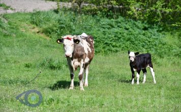 Bătaie în drum pentru… vaci: un conflict rural a ajuns la amenzi de aproape trei mii de euro pentru o familie din Soroca