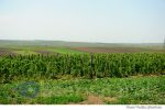 zmeura agricultura