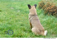 Bărbat din Florești, rănit de propria armă în timp ce încerca să împuște un câine fără stăpân