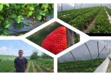 Trifăuți – destinația căpșunilor de calitate. Povestea familiei Rotundu / VIDEO