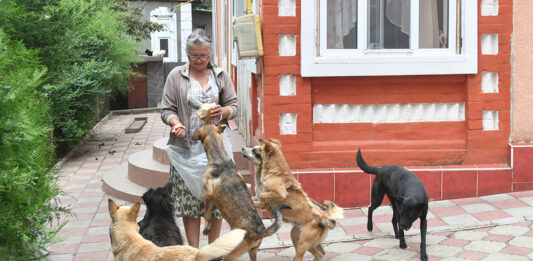  Ala Ganea: femeia care încearcă să rezolve problema maidanezilor din Soroca