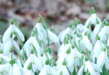 Meteo, 8 martie 2026: zi frumoasă, cu mult soare, în Ziua Internațională a Femeii