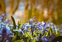 Meteo, 11 martie 2026: zi senină, mult soare și fără precipitații