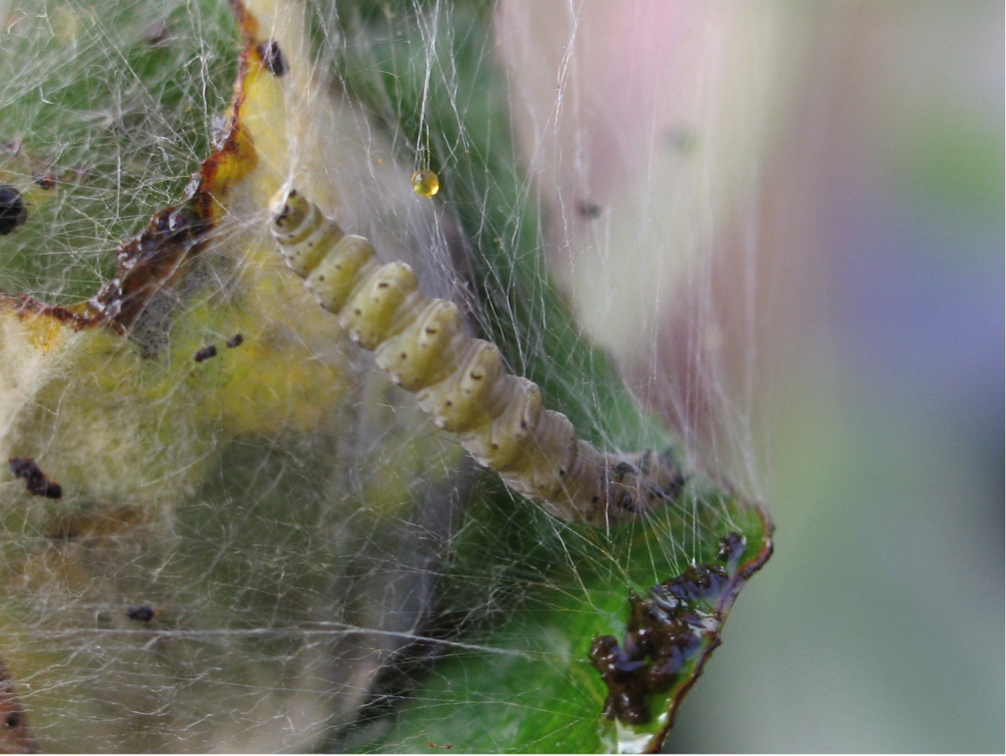 În livezile de meri, Viares este un dăunător eficient împotriva cicadei, al cărei sezon începe după înflorire