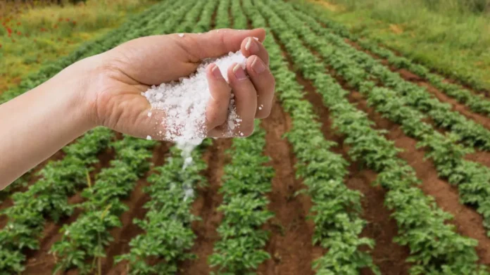 Cata-sare-se-presara-in-gradina-pentru-a-scapa-de-buruieni.-Mare-grija-plantele-se-pot-usca-din-cauza-acestui-truc-1024x683