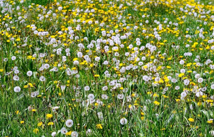meadow-7163572_1280