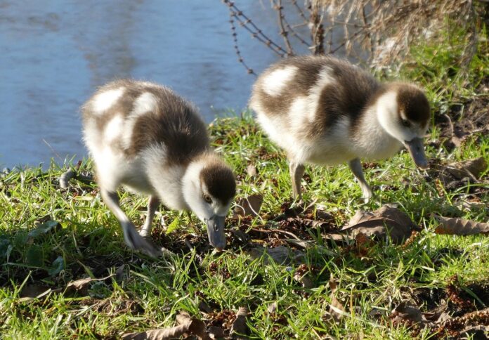 young-geese-7779395_1280