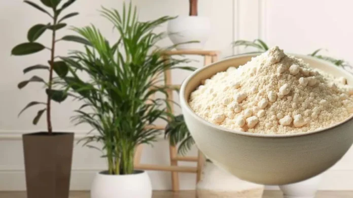 De-ce-sa-pui-drojdie-de-bere-la-plante.-Efectul-e-fabulos-gospodarii-de-la-tara-sunt-incantati-de-rezultate-1024x683