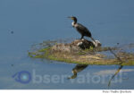 Cormoran