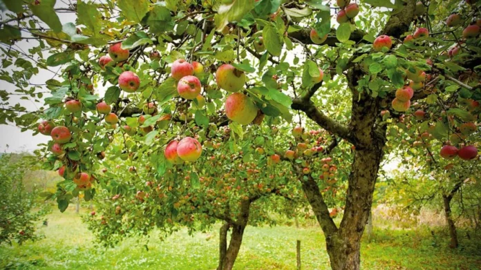 Cu-ce-sa-stropesti-pomii-fructiferi-la-inceputul-lunii-martie.-Livada-ta-va-fi-plina-de-fructe-mult-mai-devreme.-Trucul-pentru-roade-bogate-1024x683