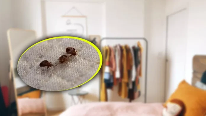 Testul-rapid-care-iti-arata-daca-ai-plosnite-in-pat.-Ce-trebuie-sa-verifici-1024x683