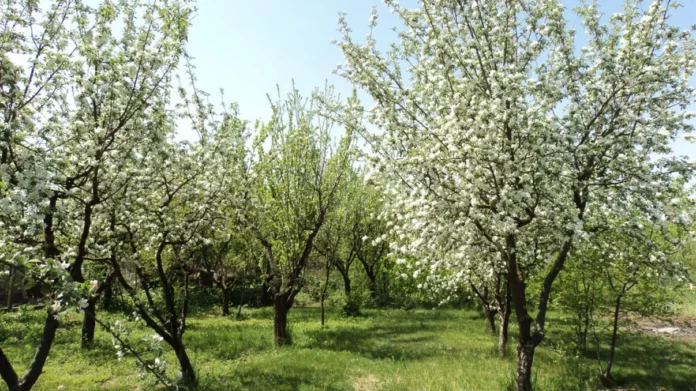 Cum-protejam-de-ger-pomii-infloriti-Metodele-din-batrani-1024x576