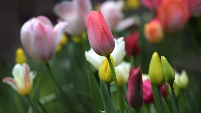 ce-faci-cu-bulbii-de-lalea-cand-incep-sa-rasara-2-1024x694