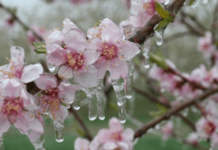 Cod Galben de înghețuri în Republica Moldova: Temperaturile vor coborî până la -3°C