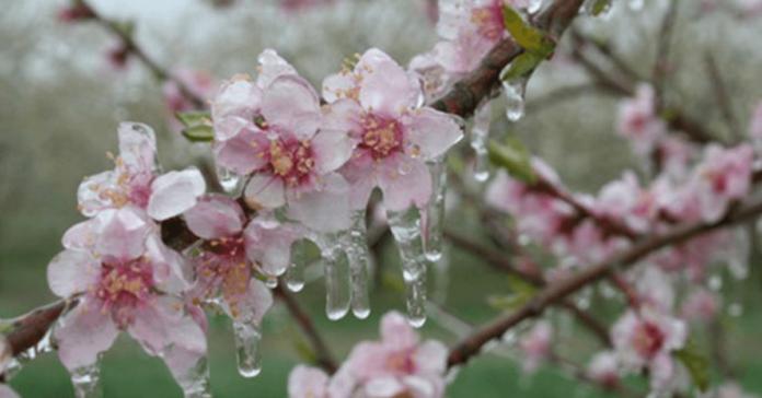 990a848f8f3e33210195d64d3ffc574d_cum-protejam-pomii-fructiferi-de-inghet