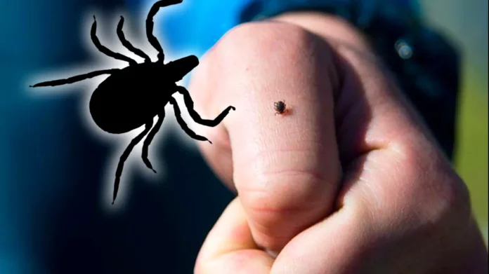 Ce-specii-de-capuse-sunt-cele-mai-periculoase-in-Romania-si-cum-le-recunosti