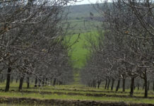 Peste 100 de hectare de nuci din satul Băxani au fost afectate de înghețurile din aprilie. O comisie evaluează pagubele